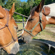 indysaddlebarn.com site icon